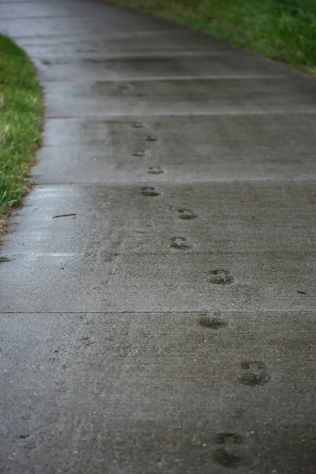 Footprints on a wet concrete path beside grass, concrete walkway in Greenville NC