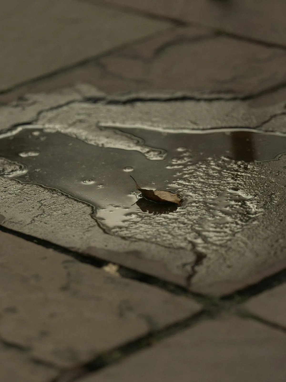 A single leaf floats in a puddle on stone pavement, stamped concrete in Greenville NC