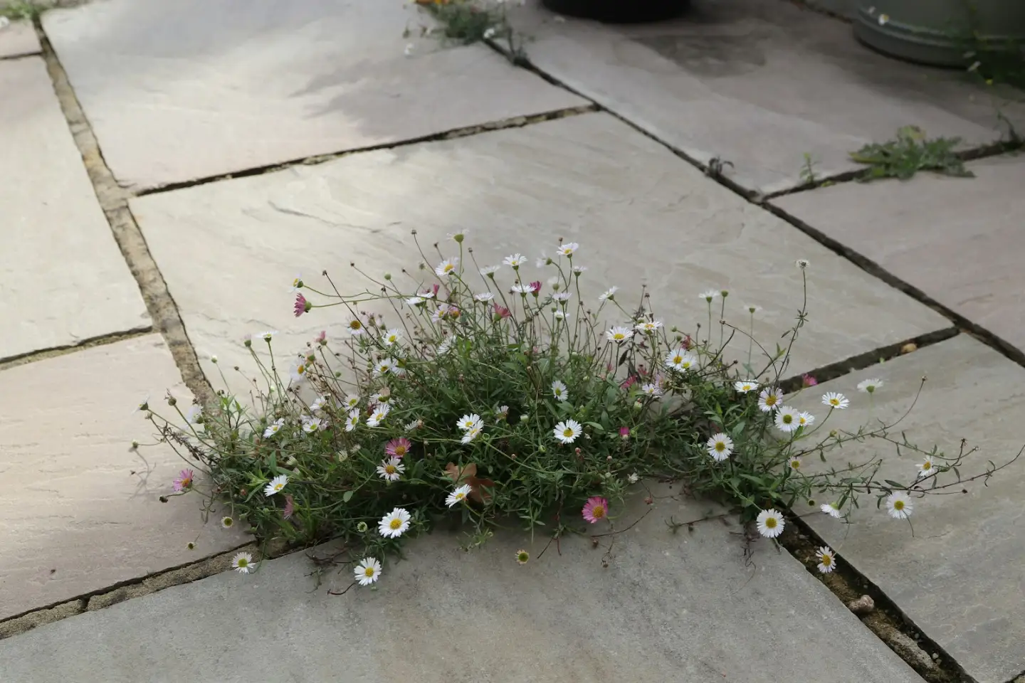 Wildflowers growing between paving stones, stamped concrete in Greenville NC